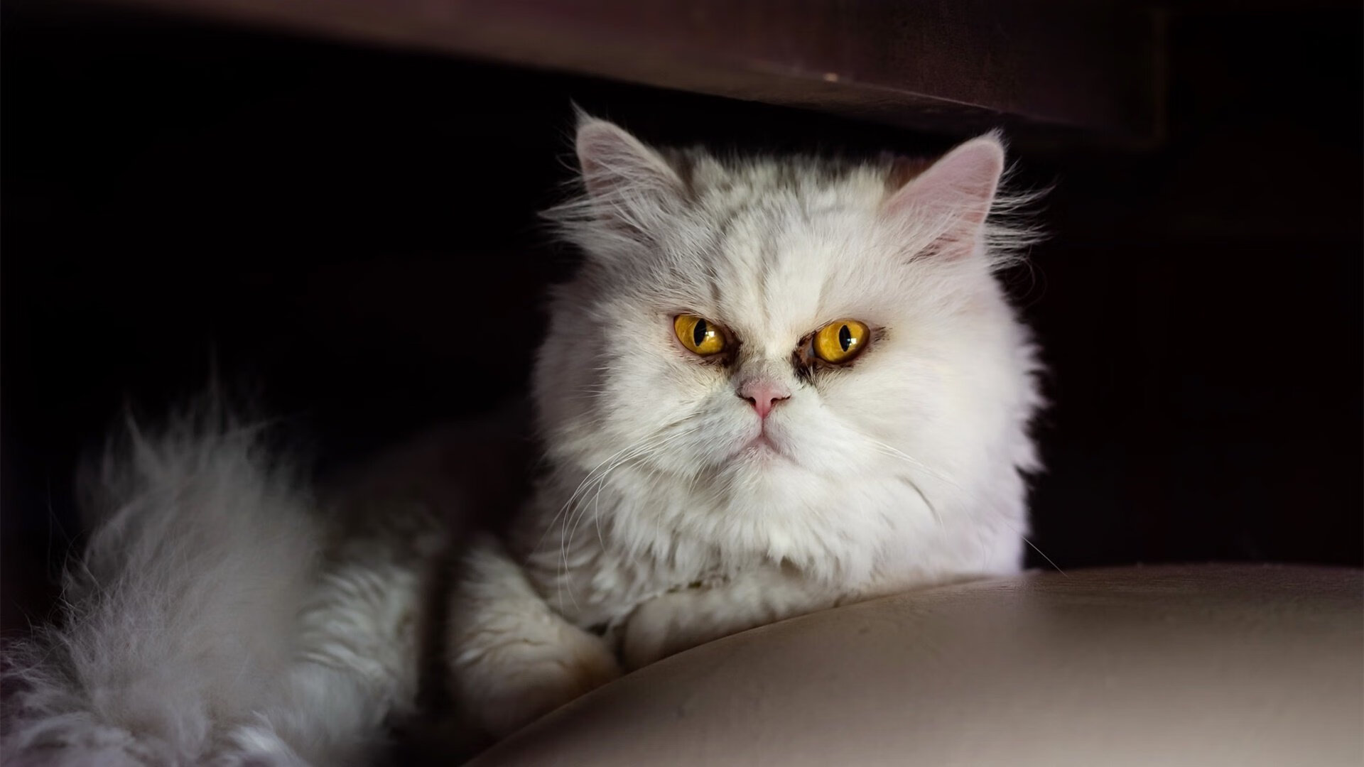 青少年体育培训体系升级方案,青少年体育培训项目计划书