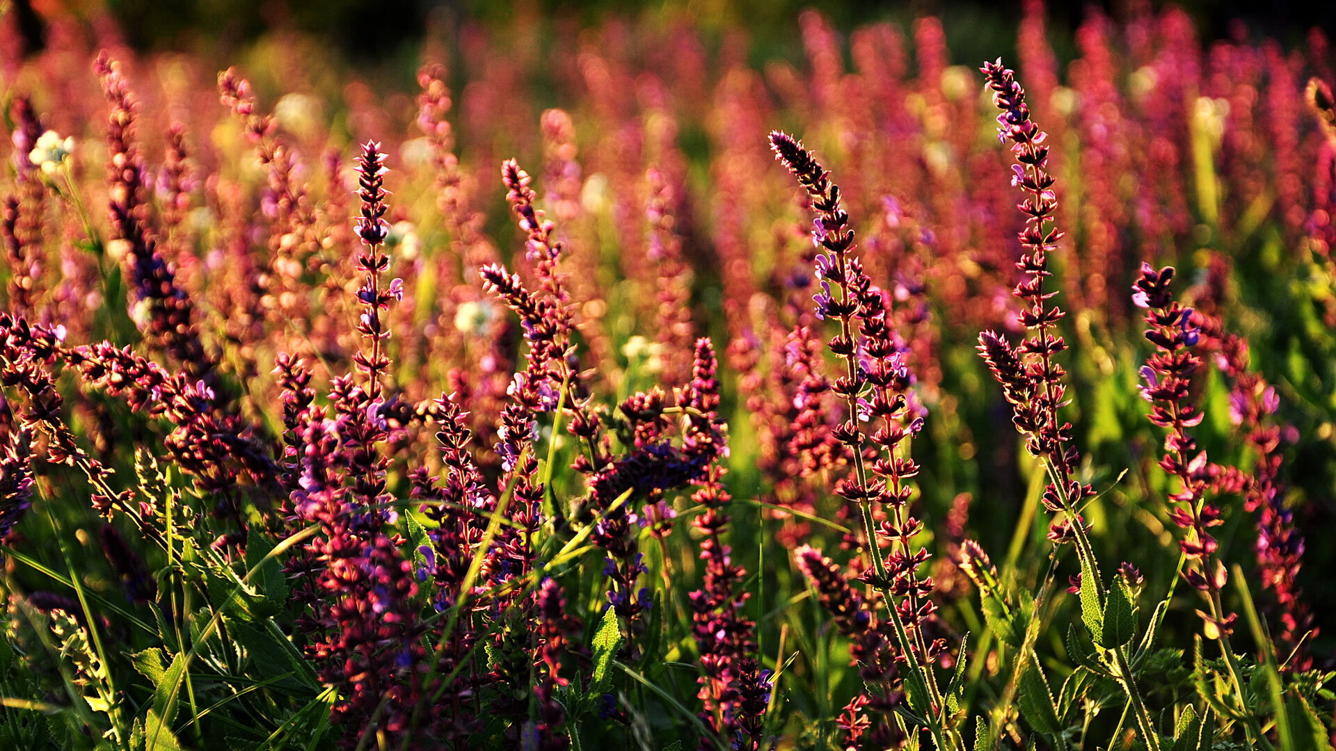 法国乒乓选手表现惊艳，成功晋级决赛，法国乒乓球队员名单