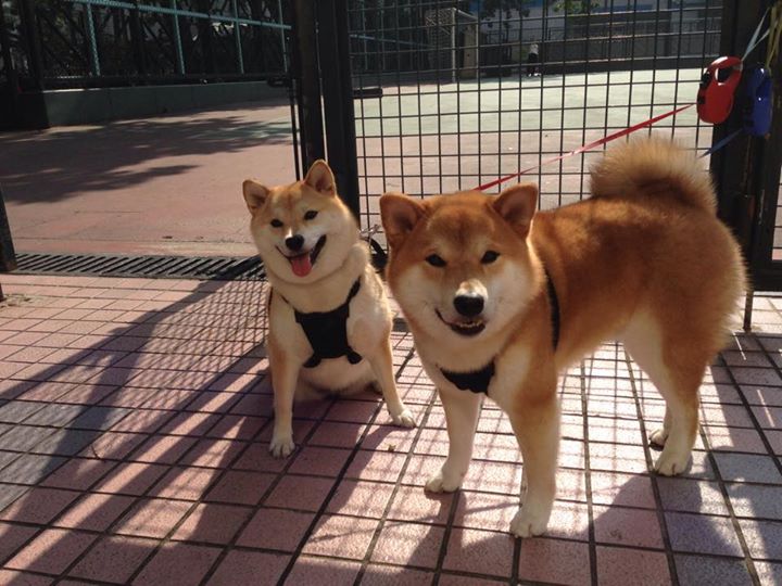 开云官网APP下载-美选手冲刺节奏爆发力惊人，冲刺型选手什么意思