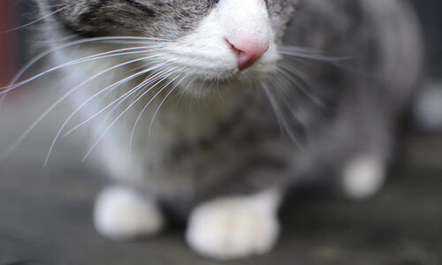 足球联赛多地开战拉动城市人气，足球联赛开始