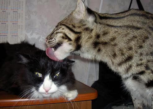 开云体育-俱乐部引进先进数据分析系统，提升战术执行效率，俱乐部信息