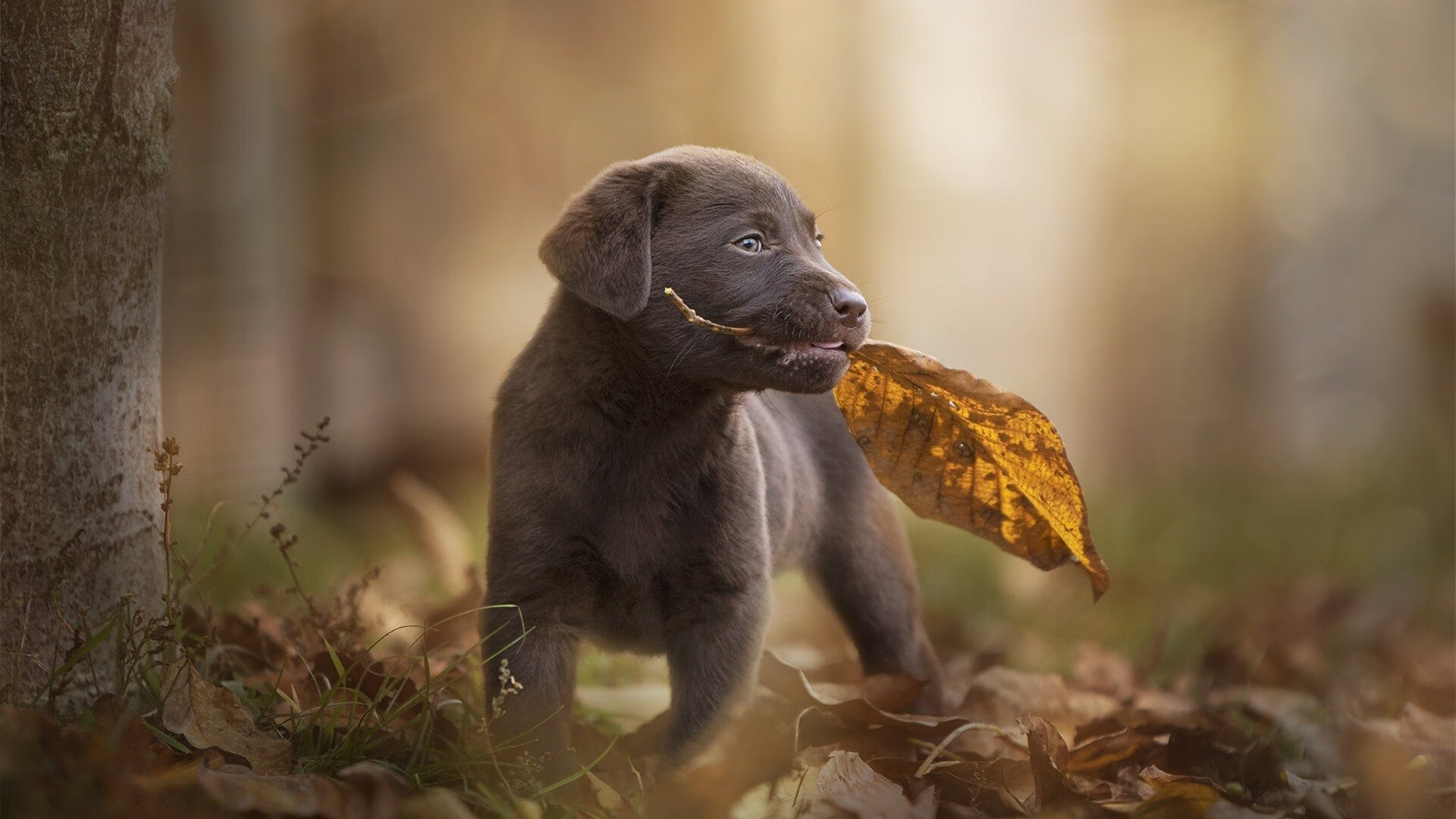 恩多比·恩乔:他的攻防转换能力为南非队创造了无数机会,球员恩多