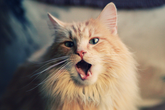 校园足球教师培训机制建立提升教学实践能力，校园足球教师培训心得体会