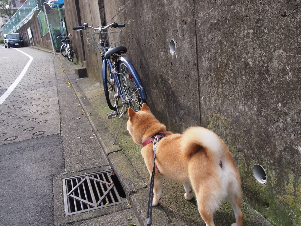 黄蜂后卫出席新闻发布会分享备战心态,黄蜂队的后卫